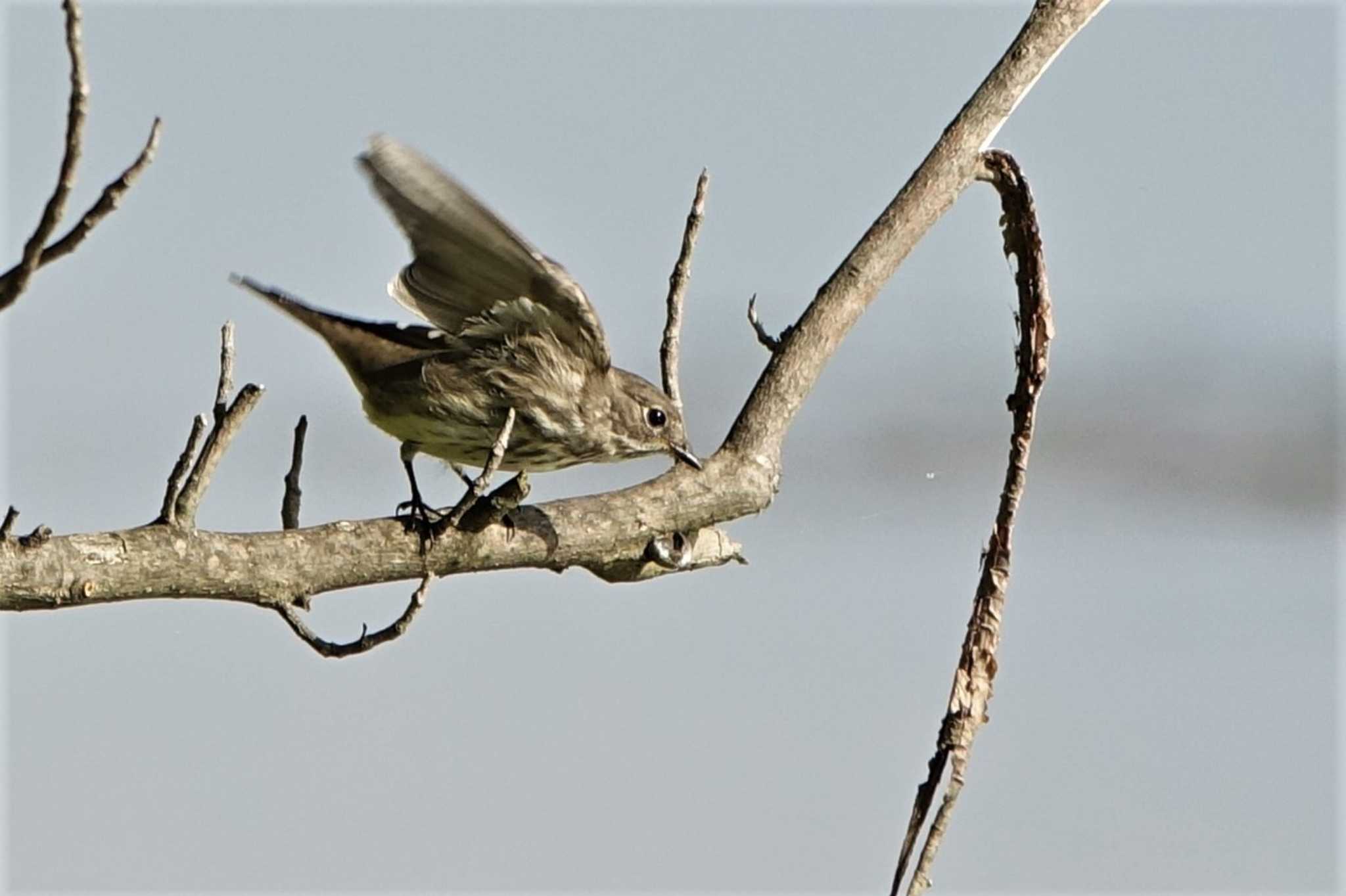 Grey-streaked Flycatcher