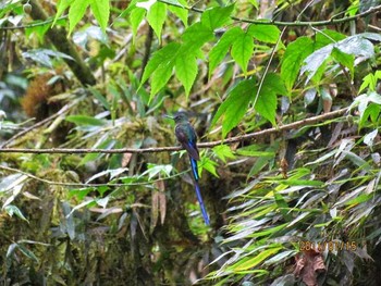 Long-tailed Sylph