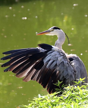 Sat, 8/13/2022 Birding report at 大仙陵古墳