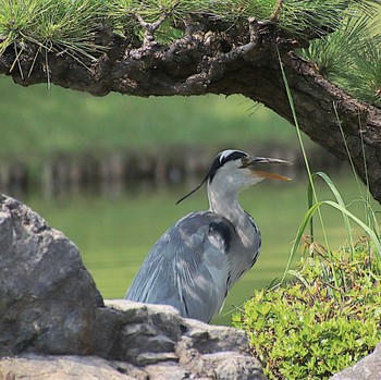 Tue, 7/26/2022 Birding report at 大仙公園