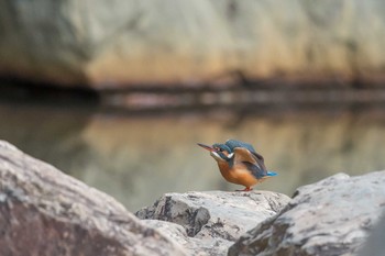 Common Kingfisher Akashi Park Wed, 1/31/2018