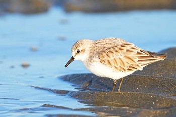 ミユビシギ ふなばし三番瀬海浜公園 2022年10月2日(日)