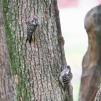 Japanese Pygmy Woodpecker 大仙公園 Sat, 5/21/2022