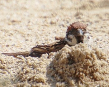 2022年5月31日(火) 大仙公園周辺の野鳥観察記録