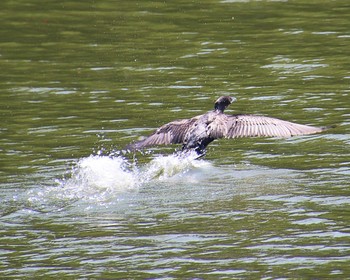 2022年6月3日(金) 上石津ミサンザイ古墳(お堀)の野鳥観察記録