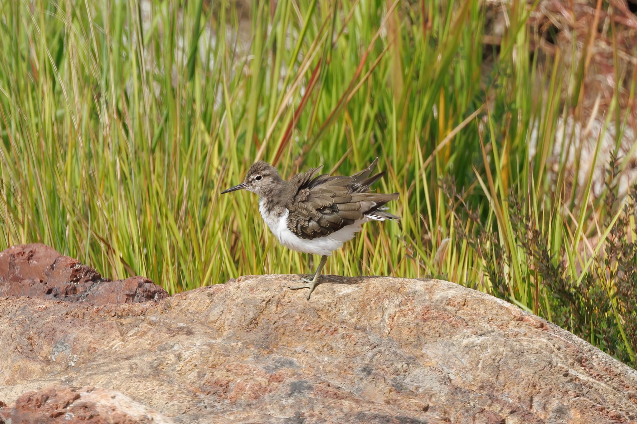 Photo of Common Sandpiper at 犬山城 by アカウント5104