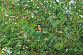 Common Kingfisher 犬山城 Tue, 10/4/2022