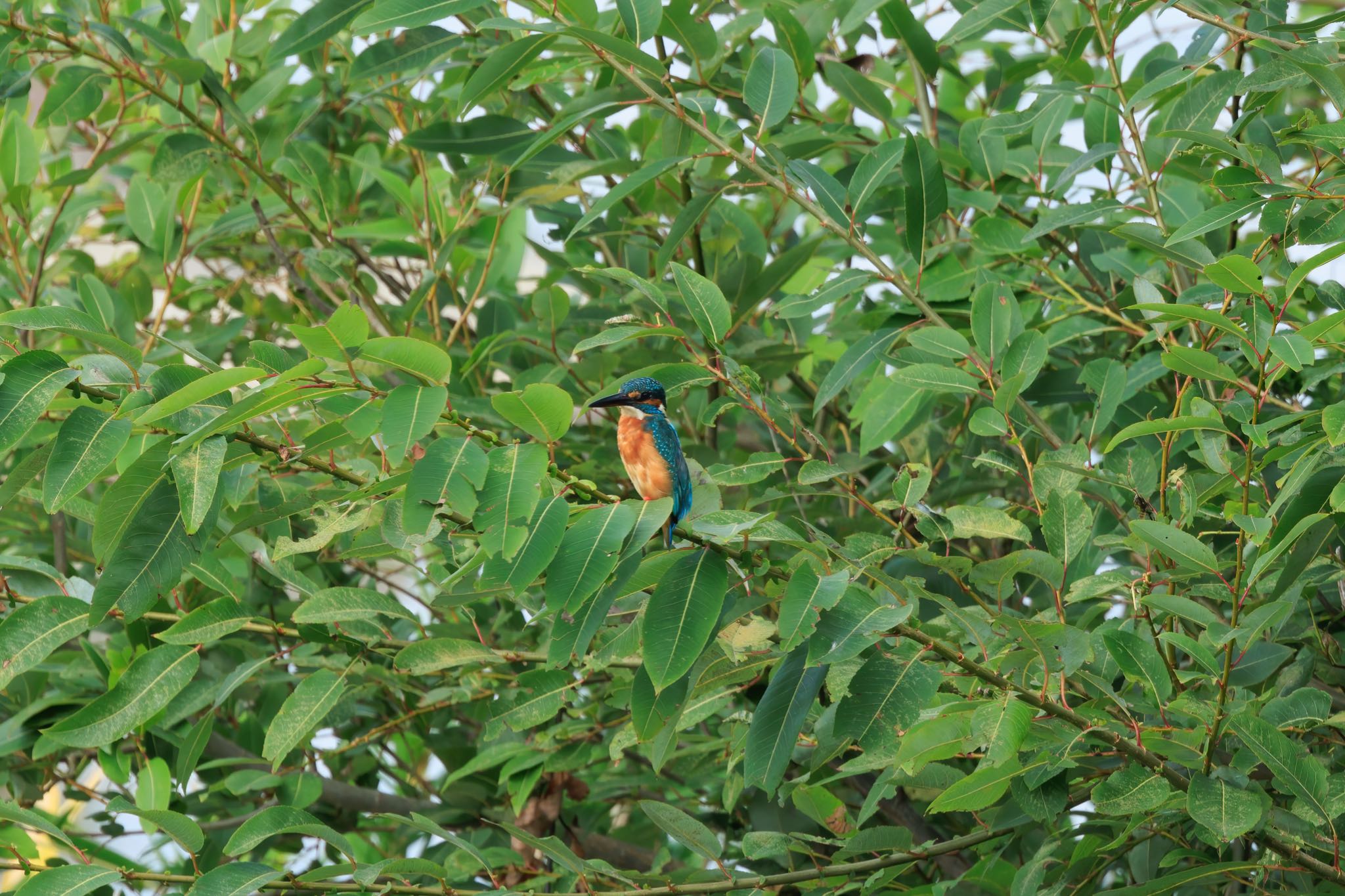 Photo of Common Kingfisher at 犬山城 by アカウント5104