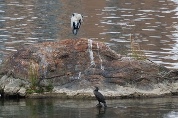 Grey Heron 犬山城 Tue, 10/4/2022