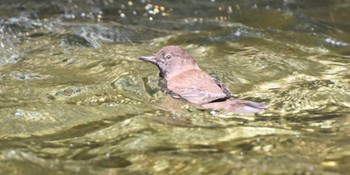 Brown Dipper 白糸の滝 Sat, 8/27/2022