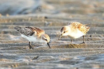 トウネン ふなばし三番瀬海浜公園 2022年10月2日(日)