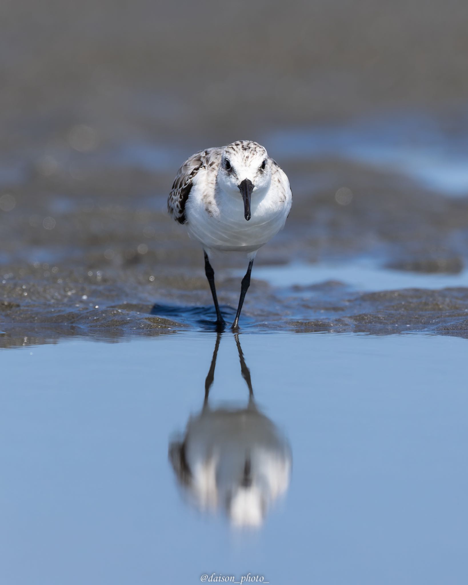 Photo of Sanderling at Sambanze Tideland by Daison