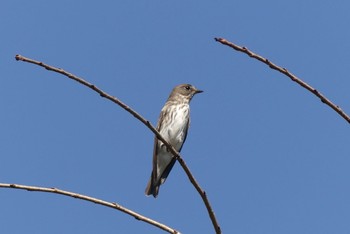 2022年10月2日(日) 京都府立植物園の野鳥観察記録