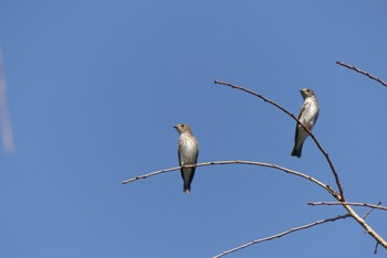 Grey-streaked Flycatcher 京都府立植物園 Sun, 10/2/2022