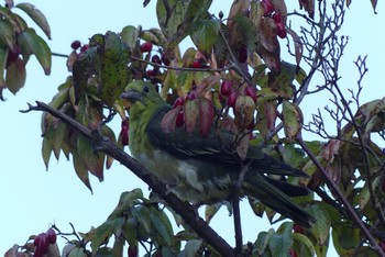 White-bellied Green Pigeon 京都府立植物園 Sun, 10/2/2022