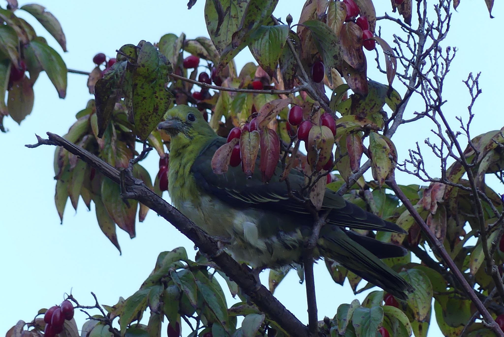 White-bellied Green Pigeon