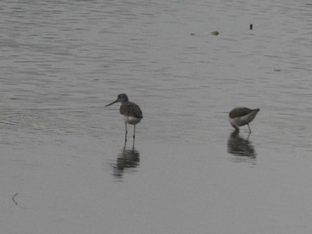 2022年10月1日(土) 磐田大池の野鳥観察記録