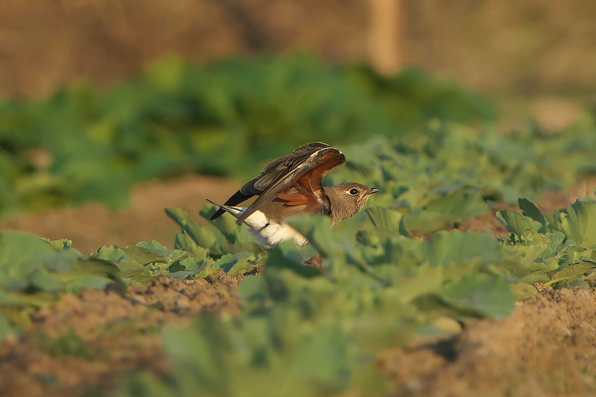 Photo of Oriental Pratincole at 明石市 by 禽好き