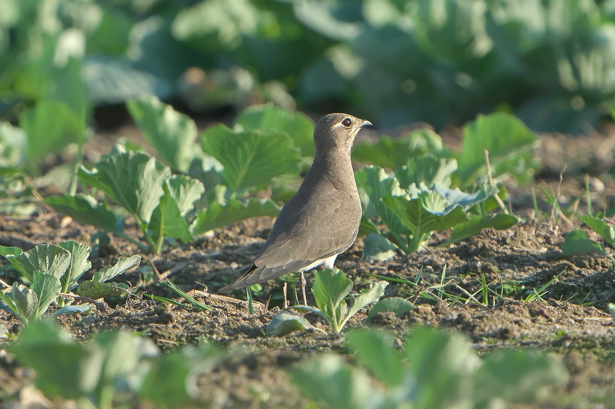 Oriental Pratincole