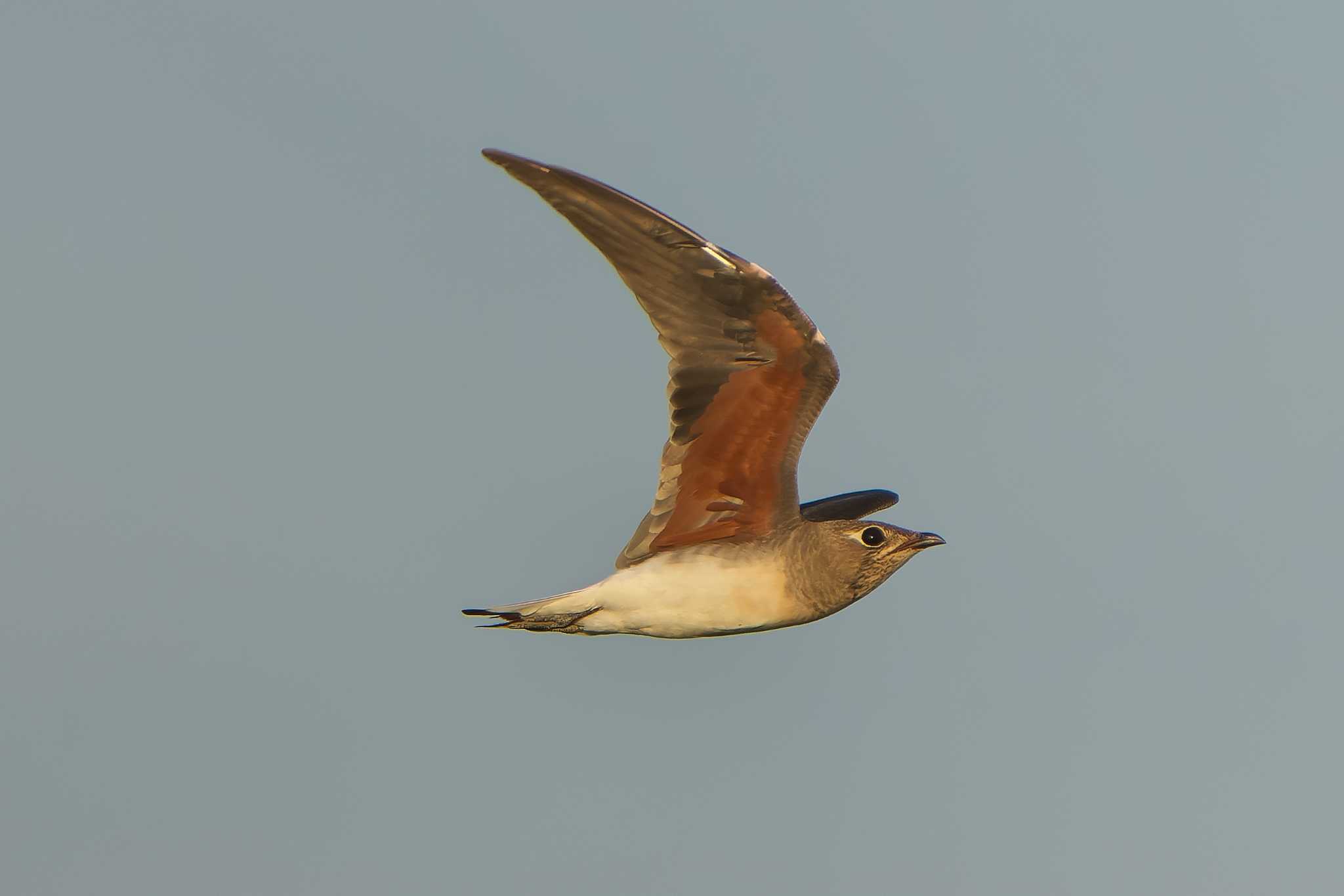 Oriental Pratincole