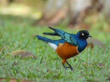 Superb Starling シンガポール Thu, 8/18/2022