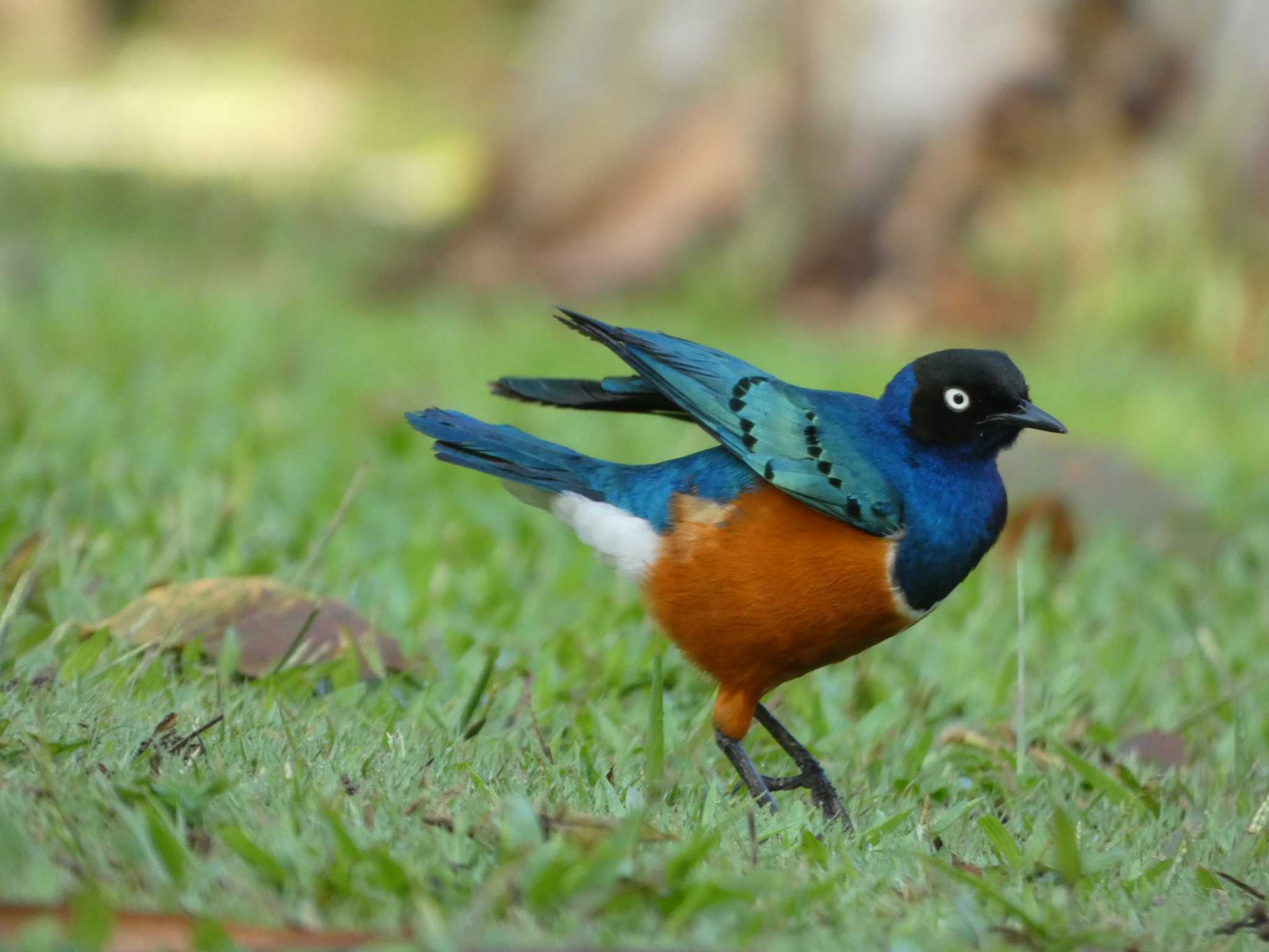 Photo of Superb Starling at シンガポール by このはずく