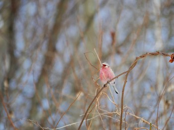 Siberian Long-tailed Rosefinch 飯綱高原 Wed, 2/7/2018