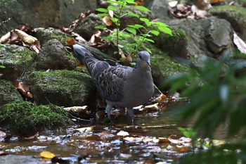 Oriental Turtle Dove 東京都立桜ヶ丘公園(聖蹟桜ヶ丘) Sat, 10/1/2022