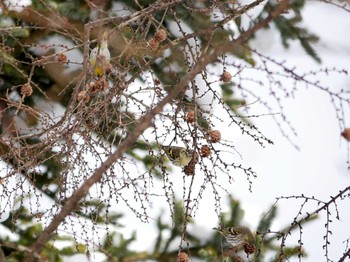 Eurasian Siskin 飯綱高原 Wed, 2/7/2018