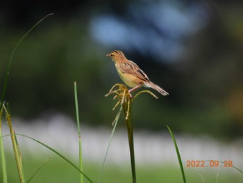 Amur Stonechat 狭山湖堤防 Wed, 9/28/2022