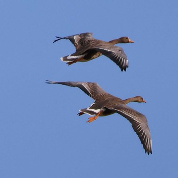 Greater White-fronted Goose 浮島ヶ原自然公園 Tue, 10/4/2022