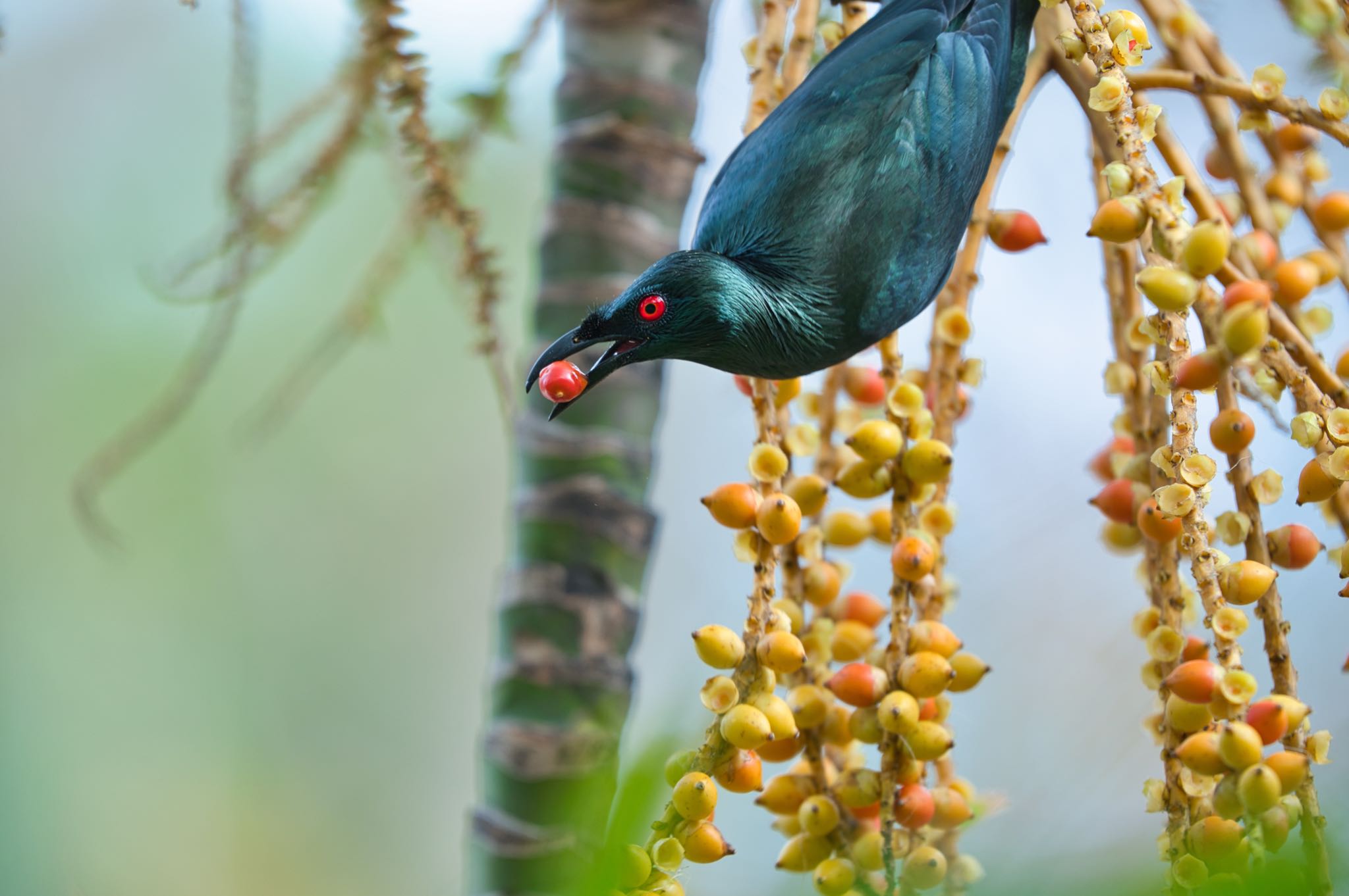 Photo of Asian Glossy Starling at セブ島 by まさせみ