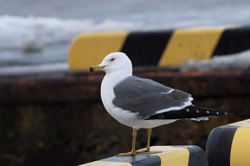 Black-tailed Gull