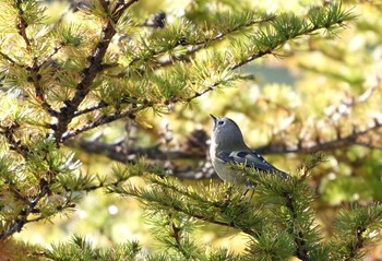 キクイタダキ 奥庭自然公園 2022年10月2日(日)