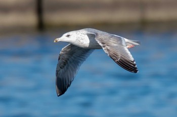 セグロカモメ 銚子漁港 2018年1月6日(土)