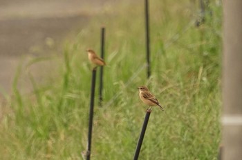 Amur Stonechat 道場 Mon, 10/3/2022