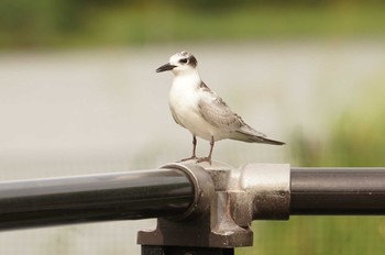 Whiskered Tern 昆陽池 Tue, 10/4/2022