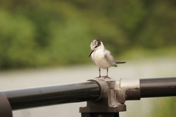 Whiskered Tern 昆陽池 Tue, 10/4/2022