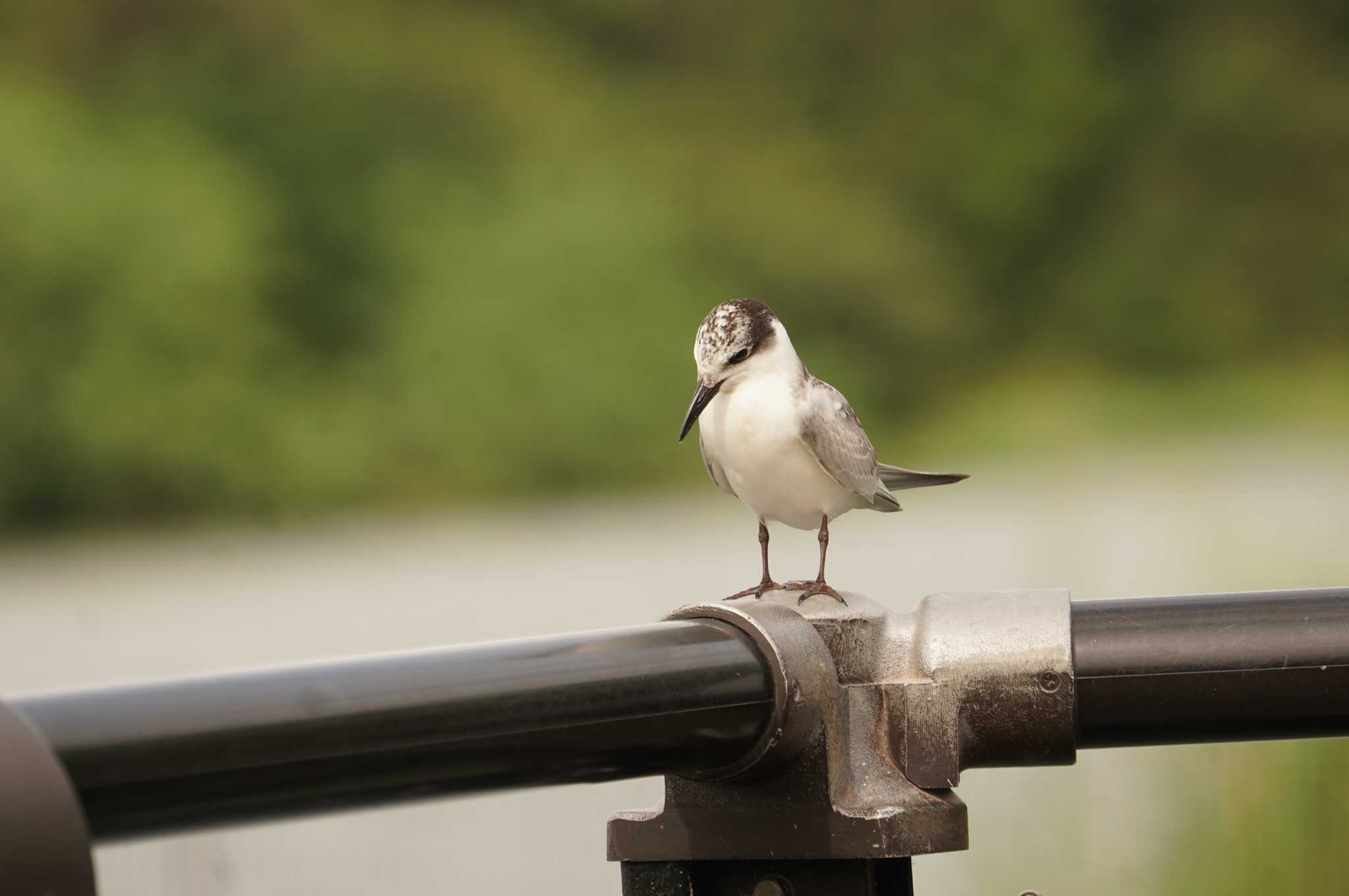 Photo of Whiskered Tern at 昆陽池 by マル