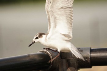 Whiskered Tern 昆陽池 Tue, 10/4/2022