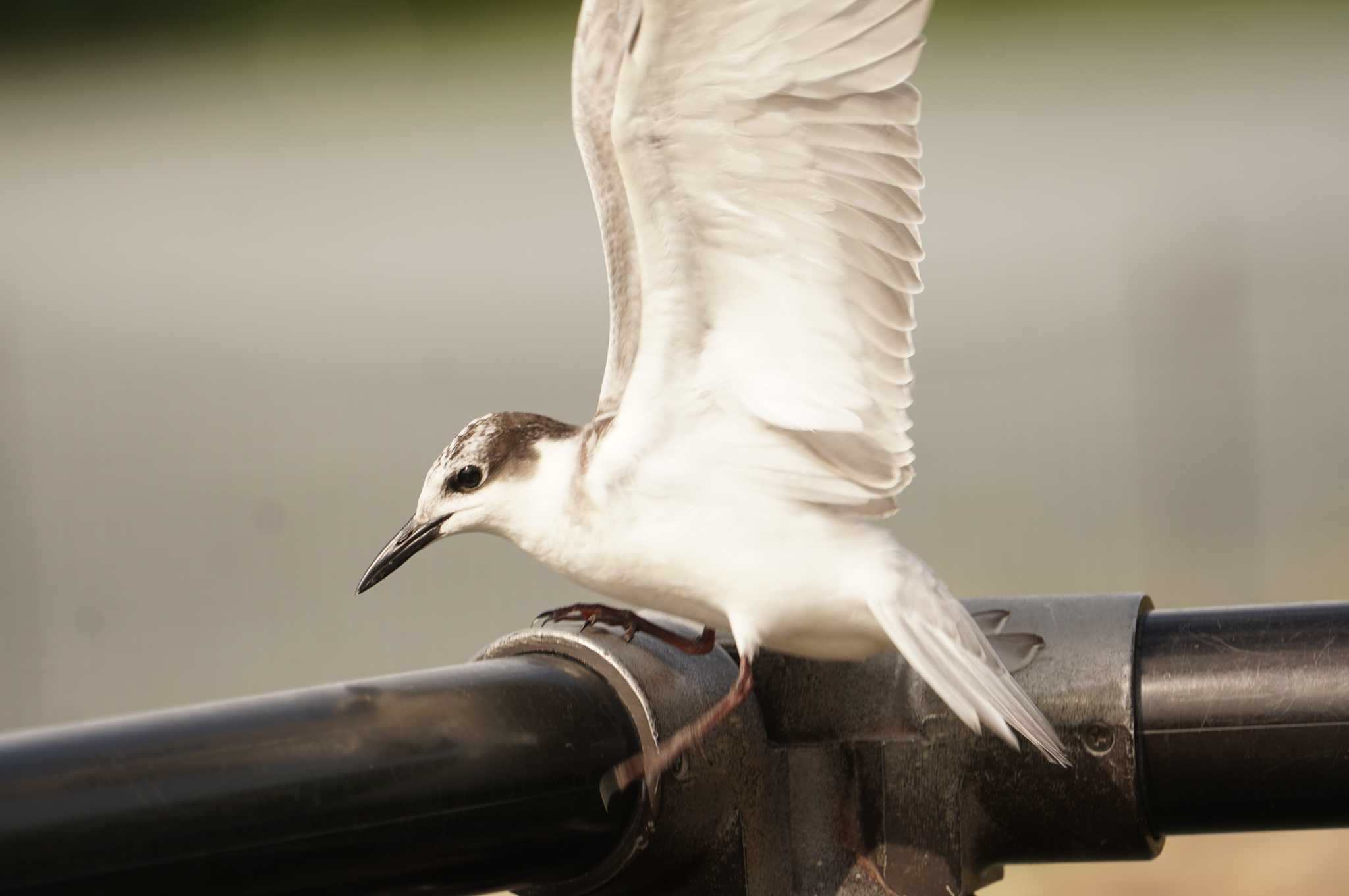 Photo of Whiskered Tern at 昆陽池 by マル