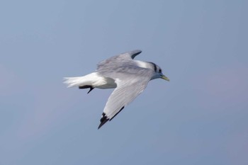 ミツユビカモメ 銚子漁港 2018年1月6日(土)