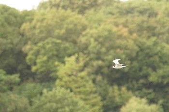 Whiskered Tern 昆陽池 Tue, 10/4/2022