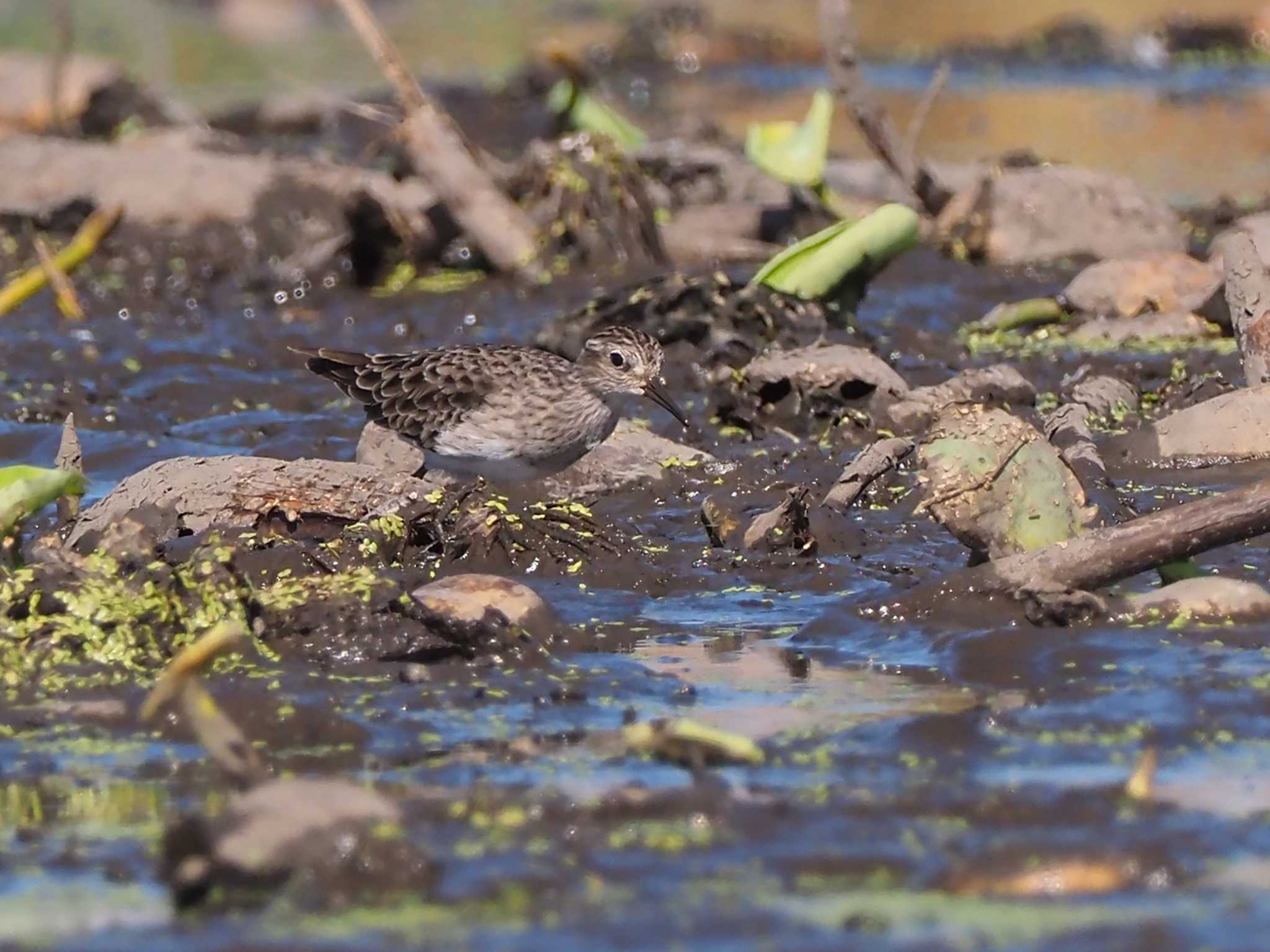 Long-toed Stint