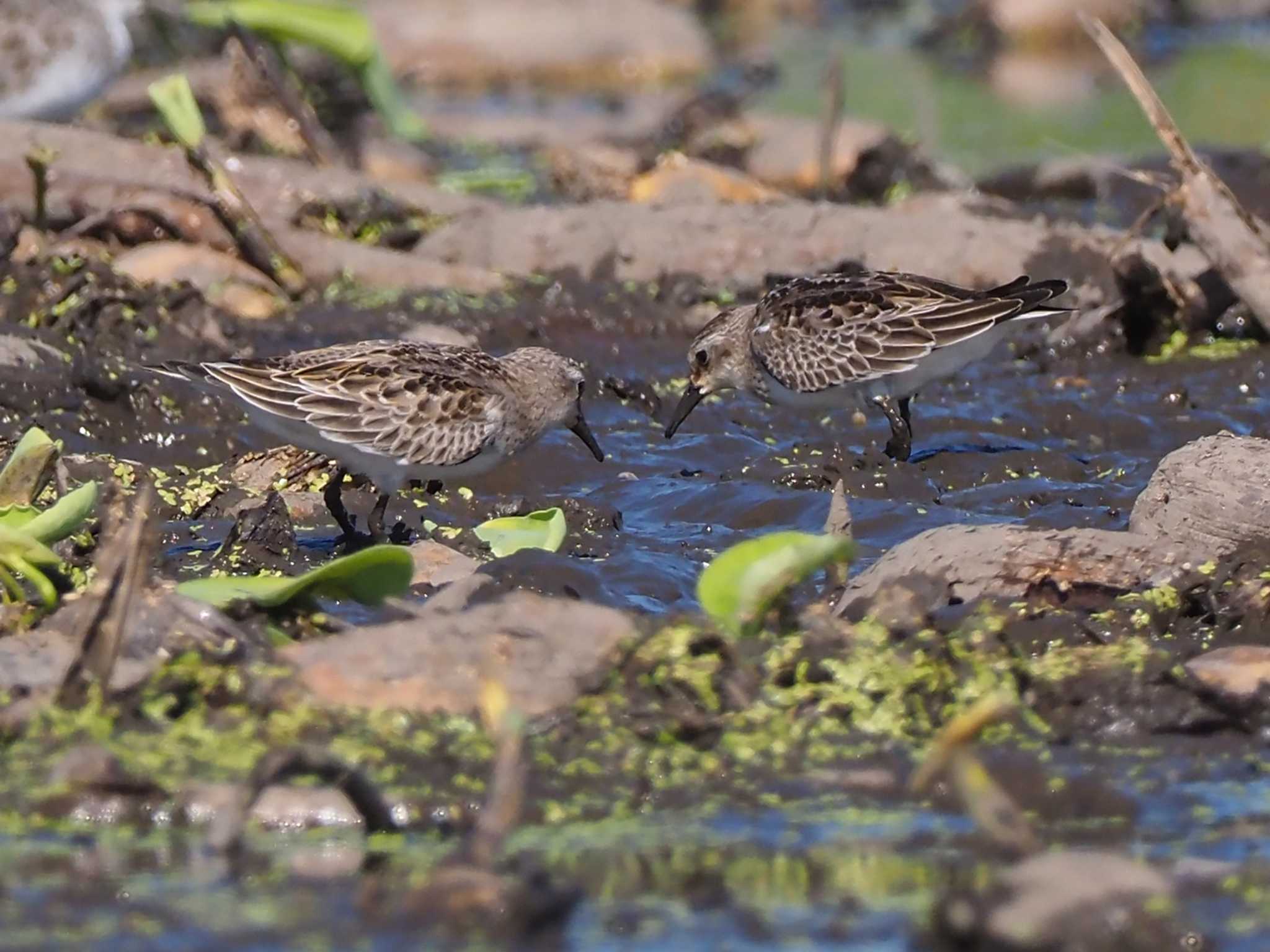 Red-necked Stint