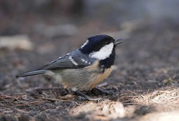 ヒガラ 奥庭自然公園 2022年10月2日(日)