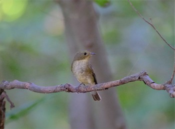 キビタキ 東京都立桜ヶ丘公園(聖蹟桜ヶ丘) 2022年10月2日(日)