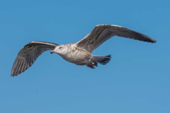 Slaty-backed Gull Choshi Fishing Port Sat, 1/6/2018