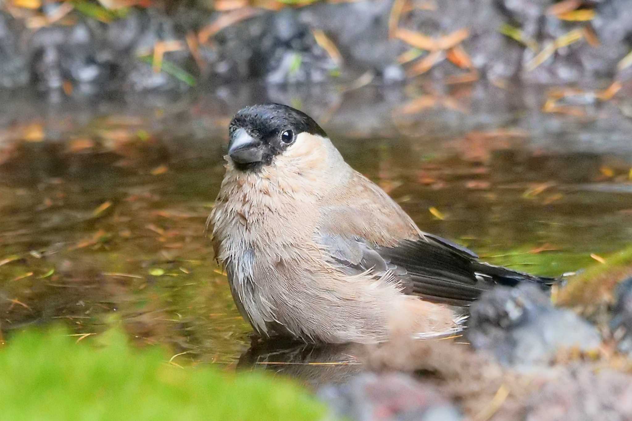 Eurasian Bullfinch