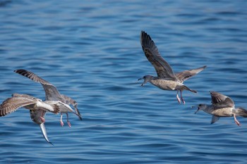 Slaty-backed Gull Choshi Fishing Port Sat, 1/6/2018